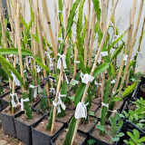 Büyük Boy Kırmızı Pitaya (Ejder meyvesi), Torbada